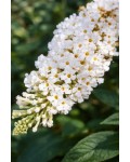 Буддлея Давида Літл Вайт|Buddleja davidii Butterfly Candy ® Little White|Буддлея Давида Литл Вайт